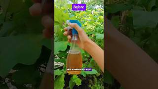 🤫Organic INSECTICIDE for VEGETABLE Garden shorts garden organic trending tips gardening [upl. by Leummas]