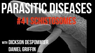 Parasitic Diseases Lectures 41 Schistosomes [upl. by Grimaud]