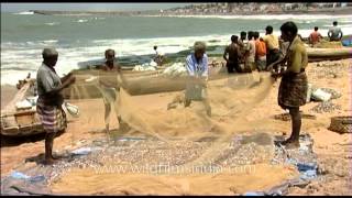 Fishermen of Kanyakumari pouring out the days catch from fishing net [upl. by Hessney]