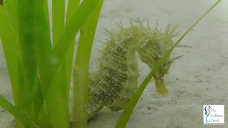 Seahorse in Studland Bay UK [upl. by Faruq915]