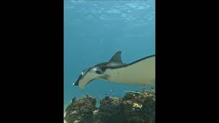 Mantarraya de arrecife Mobula Alfredi [upl. by Bushey931]