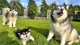 Dogs Go Crazy Wanting To Play With New Puppy Hes So Adorable [upl. by Ariamat100]