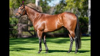 Best of Bordeaux  Stallion Parade 2023 [upl. by Natehc]