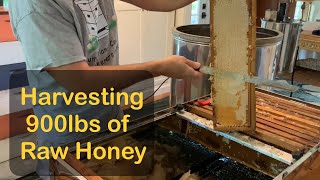 Harvesting 900lbs of Pure Raw Honey … In My Dining Room [upl. by Segalman]