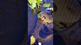 Big Anaconda Snake 🐍 p3 anaconda paintball anaconda3 anaconda2 vfx anacondaattack satisfying [upl. by Narih]