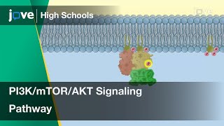 PI3KmTORAKT Signaling Pathway  Cell Bio  Video Textbooks  Preview [upl. by Herries807]