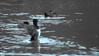 Migrating Ducks at Dusk  Sims Park Suwanee Georgia [upl. by Aveneg]