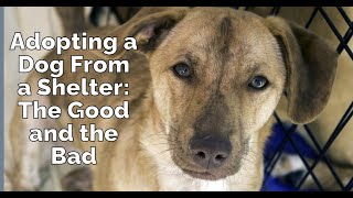 Adopting a Dog from a Shelter  The Good and the Bad [upl. by Shannan]