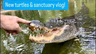 New turtles amp sanctuary vlog [upl. by Ettedanreb]