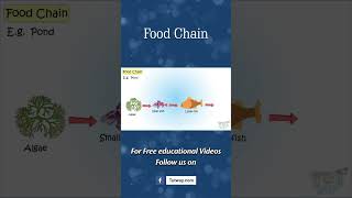 Food Chain  Pond  Food Chain for Kids  Producers Consumers Decomposers  Science shorts [upl. by Ydnirb]