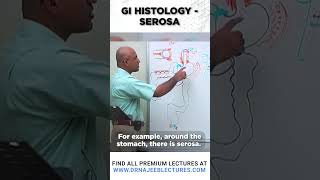 GI Histology Serosa drnajeeb drnajeeblectures shortvideo youtubeshorts [upl. by Lodi]