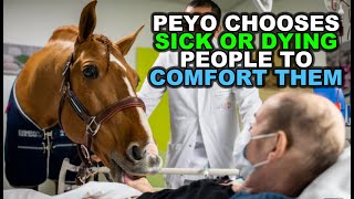 PEYO THE THERAPY HORSE INSTINCTIVELY CHOOSES SICK OR DYING PEOPLE TO COMFORT THEM [upl. by Aundrea]