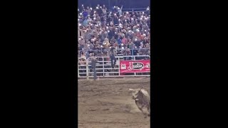 Bull jumps fence at Sisters Rodeo [upl. by Peisch]