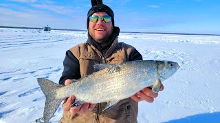 TULLIBEE fishing in Minnesota [upl. by Jaela]