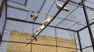 Training Pigeon for homing  Letting your pigeons go outside the loft for the first time [upl. by Ocirled]