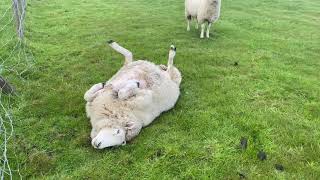 What to do if you see a sheep stuck on its back [upl. by Laverne844]