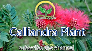 Calliandra Plant  KhetiBadiTV  Rajesh Saini [upl. by Brandyn446]