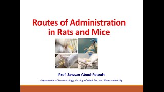 Routes of Administration in Rats and Mice Prof Sawsan AboulFotouh [upl. by Llehcram567]