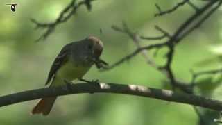 Great Crested Flycatcher with dragonfly [upl. by Ahsiei51]