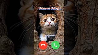 john cat calling me 🔥🔥 John cat calling shorts ringtone cat [upl. by Alian]