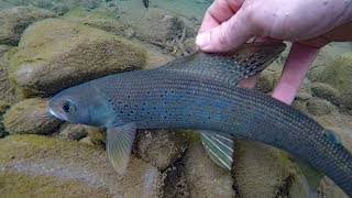 How to catch grayling  Fishing for arctic grayling  fly fishing and spinning [upl. by Crawley938]