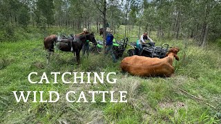 Catching wild cattle in Central Qld Australia [upl. by Wyck]