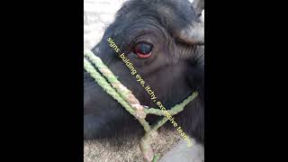 Chemosis in buffalo vetstudent cow dairyfarming animal veterinaryclinic cowdisease vets vet [upl. by Almap]