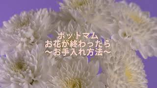 ポットマム お花が終わったら ～お手入れ方法～ [upl. by Aneehc]