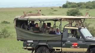 Cheetah jumps into a Safari Vehicle  Masai Mara  Kenya [upl. by Nodnyl]