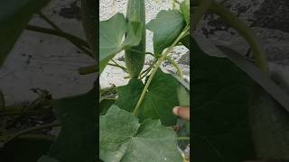 turai Big harvesting 🙀  turai vegetable turai vegetableplant harvesting gardening plantviral [upl. by Hermina]