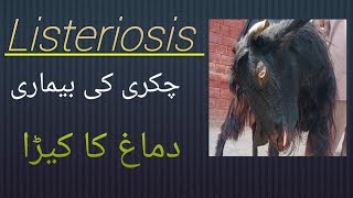 Listeriosis  chakri ki bimari دماغ کا کیڑا بکری کو لقوا ہو گیا [upl. by Daukas617]