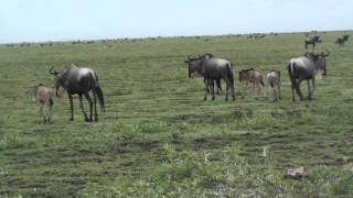 Wildebeest Migration  Serengeti [upl. by Trill]