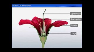 CBSE Class 11 Biology  Parts of a Flower  By Shiksha House [upl. by Imhsar]