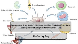 Determination of Human Wharton’s Jelly Mesenchymal Stem CellMediated Sciatic Nerve Recovery [upl. by Llenwahs]