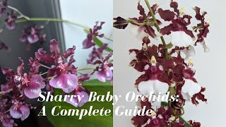 Oncidium Sharry Baby Orchids  The Chocolate Orchid 🍫 How do the Hybrids Differ A Complete Guide [upl. by Dnumyar]