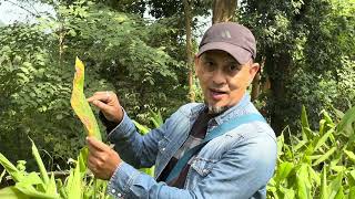 Leaf Blotch amp Leaf Spot diseases of turmeric identification and natural control [upl. by Kort214]