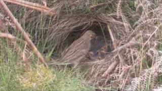 TREE PIPIT in HD Anthus trivialis [upl. by Yde]