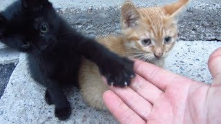 Kittens live under a concrete slab [upl. by Euqenimod]