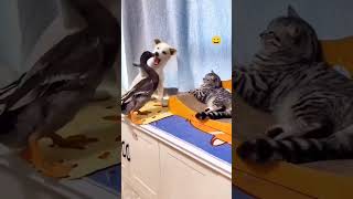 Funny Cat Voice cat catvideos funnyanimal shortsfeed animals comedy catvoice animalvideos [upl. by Erine]