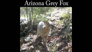 Grey fox feeding wildlife nature fox [upl. by Atterbury]