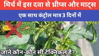 How to control thrips and mites in Chilli with best pesticide insecticide thrips mites leafcurl [upl. by Kemme]