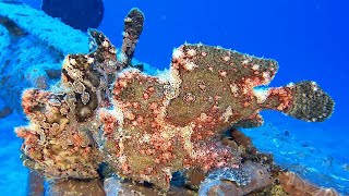 Tawariq 090324 32m Scuba Diving Mauritius with the MUG [upl. by Irok]