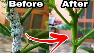 My Simple Top 3 secret solution of mealybugs treatment Hibiscus plants care [upl. by Cheke]