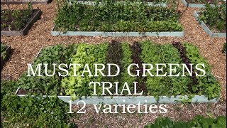 Mustard greens trial  12 different varieties [upl. by Neersin]