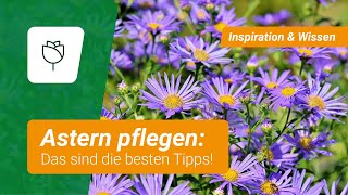 Astern pflegen Diese 3 Fehler solltet ihr vermeiden [upl. by Ainivad]