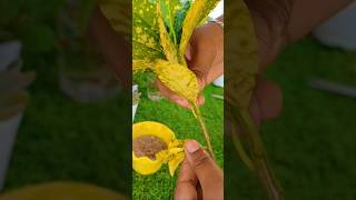 How To Propagate Crotons Gardening Tips shorts viral viralvideo trending garden crotonplant [upl. by Abebi]