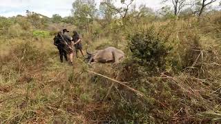 Tanzania Cape Buffalo Hunting  Two Buffalo Taken in Selous Game Reserve [upl. by Preuss493]