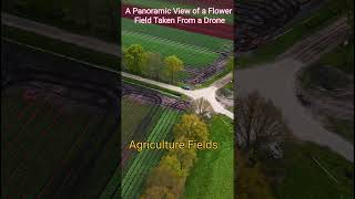 Agriculture Fields  A Panoramic View of a Flower Field Taken From Drone  shorts  agriculture [upl. by Arikal]