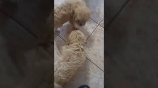 Cavoodle Puppies 04 August Litter 8 weeks old [upl. by Merton937]