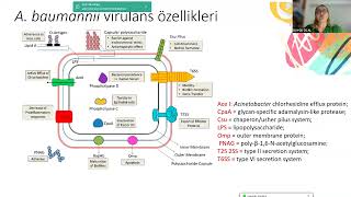 KLİMUD ADSİde Ayın Konuğu Acinetobacter baumanii ve Stenotrophomonas maltophilia [upl. by Farland]